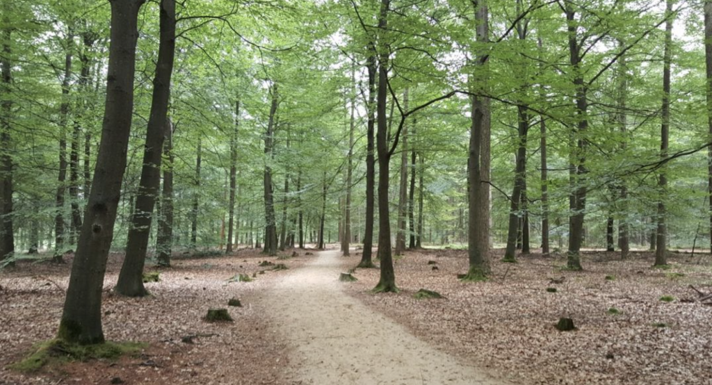 Wandelen in het bos